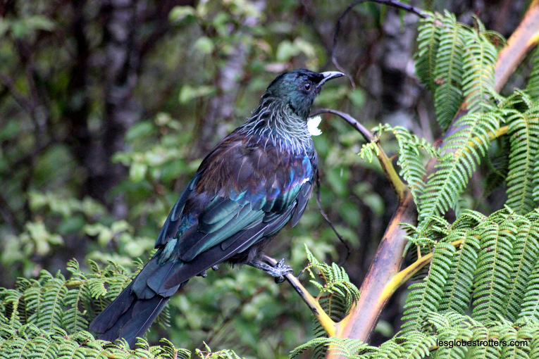 You are currently viewing Les oiseaux de Nouvelle-Zélande